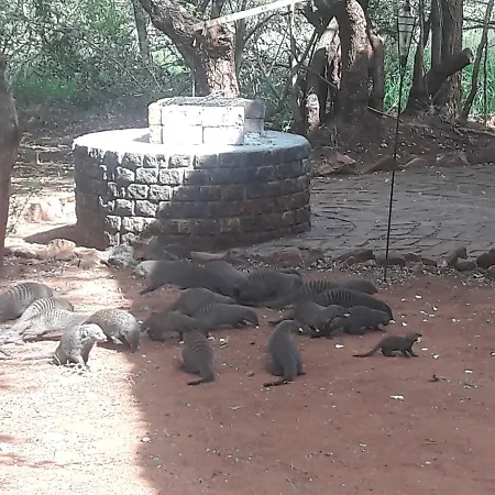 Little Bush Baby Villa Marloth Park Exterior photo