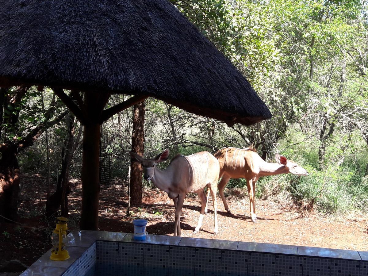 Little Bush Baby Holiday home *