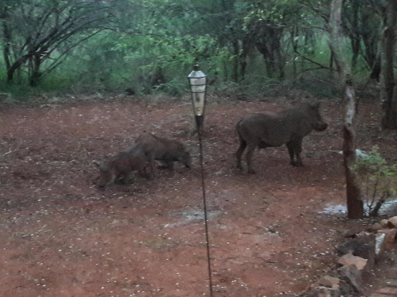 Little Bush Baby * Marloth Park